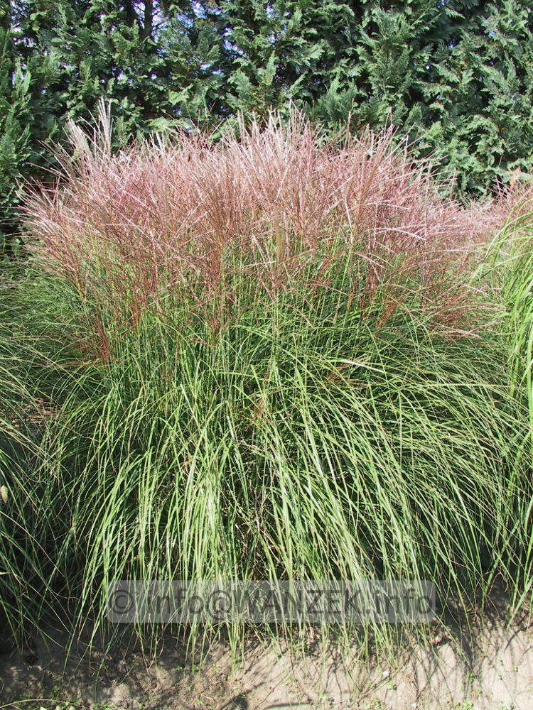Miscanthus sinensis Kleine Silberspinne 01.jpg